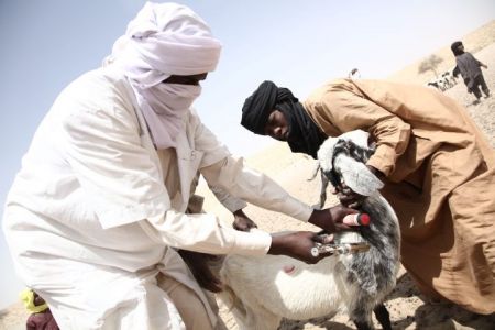 Goat Niger.jpg